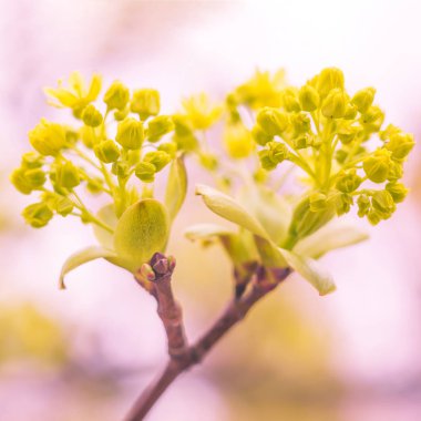 Bulanık çiçek arkaplanı. Dolu çiçekler ve orman ağacının ilk yaprakları. Bahar, ziyafet, kutlama ve güzel çiçek dekorasyonu konsepti. Yumuşak seçici bir odak ile yakın çekim. Ayarlanmış
