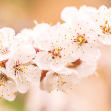 Bahar çiçek konsepti. Kayısı ağacının tam çiçeklenme. Soyut bulanık arka plan üzerinde güzel çiçek. Yumuşak seçici odakla yakın çekim.