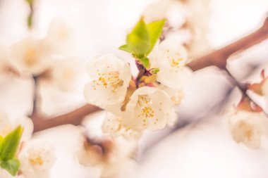 Bulanık çiçek arkaplanı. Dolu çiçekler ve orman ağacının ilk yaprakları. Bahar, ziyafet, kutlama ve güzel çiçek dekorasyonu konsepti. Yumuşak seçici bir odak ile yakın çekim. Ayarlanmış