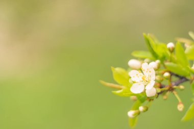 Bulanık çiçek arkaplanı. Dolu çiçekler ve orman ağacının ilk yaprakları. Bahar, ziyafet, kutlama ve güzel çiçek dekorasyonu konsepti. Yumuşak seçici bir odak ile yakın çekim. Ayarlanmış
