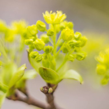 Bahar çiçeği konsepti. Dolu çiçekler ve orman ağacının ilk yaprakları. Soyut, bulanık bir arkaplanda güzel bir çiçek. Yumuşak seçici odaklı yakın plan.