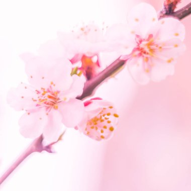 Bulanık çiçek arkaplanı. Dolu çiçekler ve orman ağacının ilk yaprakları. Bahar, ziyafet, kutlama ve güzel çiçek dekorasyonu konsepti. Yumuşak seçici bir odak ile yakın çekim. Ayarlanmış