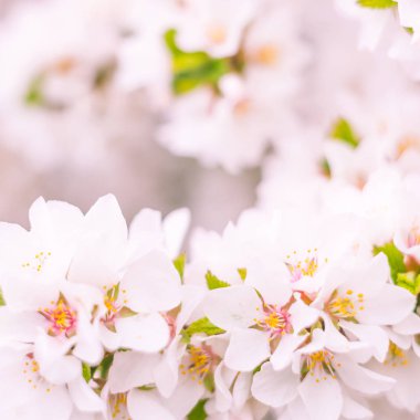 Bulanık çiçek arkaplanı. Dolu çiçekler ve orman ağacının ilk yaprakları. Bahar, ziyafet, kutlama ve güzel çiçek dekorasyonu konsepti. Yumuşak seçici odaklı yakın plan