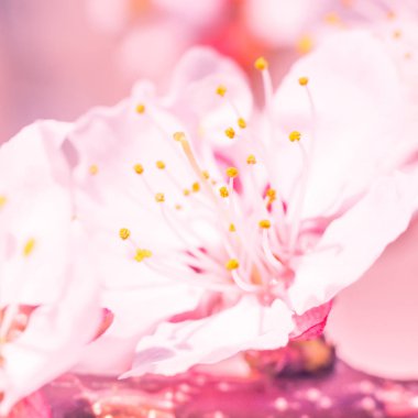 Bulanık çiçek arkaplanı. Dolu çiçekler ve orman ağacının ilk yaprakları. Bahar, ziyafet, kutlama ve güzel çiçek dekorasyonu konsepti. Yumuşak seçici bir odak ile yakın çekim. Ayarlanmış