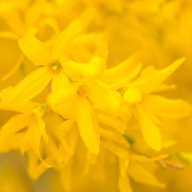 Bulanık çiçek arkaplanı. Dolu çiçekler ve orman ağacının ilk yaprakları. Bahar, ziyafet, kutlama ve güzel çiçek dekorasyonu konsepti. Yumuşak seçici bir odak ile yakın çekim. Ayarlanmış