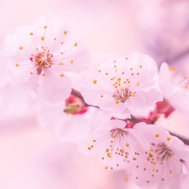 Bulanık çiçek arkaplanı. Dolu çiçekler ve orman ağacının ilk yaprakları. Bahar, ziyafet, kutlama ve güzel çiçek dekorasyonu konsepti. Yumuşak seçici bir odak ile yakın çekim. Ayarlanmış