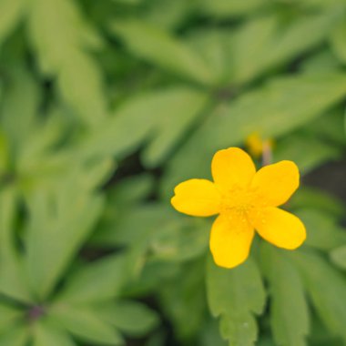 Bulanık çiçek arkaplanı. Dolu çiçekler ve orman ağacının ilk yaprakları. Bahar, ziyafet, kutlama ve güzel çiçek dekorasyonu konsepti. Yumuşak seçici bir odak ile yakın çekim. Ayarlanmış