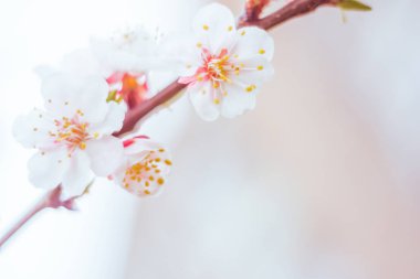 Bulanık çiçek arkaplanı. Dolu çiçekler ve orman ağacının ilk yaprakları. Bahar, ziyafet, kutlama ve güzel çiçek dekorasyonu konsepti. Yumuşak seçici bir odak ile yakın çekim. Ayarlanmış