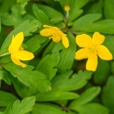 Bulanık çiçek arkaplanı. Dolu çiçekler ve orman ağacının ilk yaprakları. Bahar, ziyafet, kutlama ve güzel çiçek dekorasyonu konsepti. Yumuşak seçici odaklı yakın plan