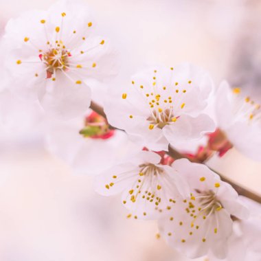 Bulanık çiçek arkaplanı. Dolu çiçekler ve orman ağacının ilk yaprakları. Bahar, ziyafet, kutlama ve güzel çiçek dekorasyonu konsepti. Yumuşak seçici odaklı yakın plan