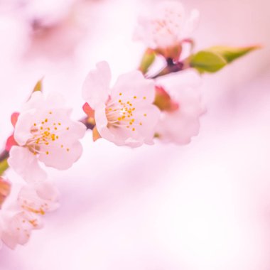 Bulanık çiçek arkaplanı. Dolu çiçekler ve orman ağacının ilk yaprakları. Bahar, ziyafet, kutlama ve güzel çiçek dekorasyonu konsepti. Yumuşak seçici bir odak ile yakın çekim. Ayarlanmış