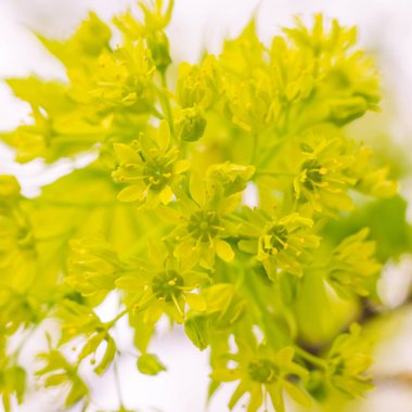 Bulanık çiçek arkaplanı. Dolu çiçekler ve orman ağacının ilk yaprakları. Bahar, ziyafet, kutlama ve güzel çiçek dekorasyonu konsepti. Yumuşak seçici odaklı yakın plan