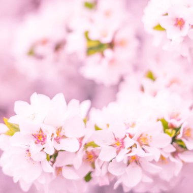 Bulanık çiçek arkaplanı. Dolu çiçekler ve orman ağacının ilk yaprakları. Bahar, ziyafet, kutlama ve güzel çiçek dekorasyonu konsepti. Yumuşak seçici bir odak ile yakın çekim. Ayarlanmış