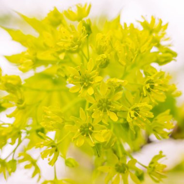 Bulanık çiçek arkaplanı. Dolu çiçekler ve orman ağacının ilk yaprakları. Bahar, ziyafet, kutlama ve güzel çiçek dekorasyonu konsepti. Yumuşak seçici odaklı yakın plan