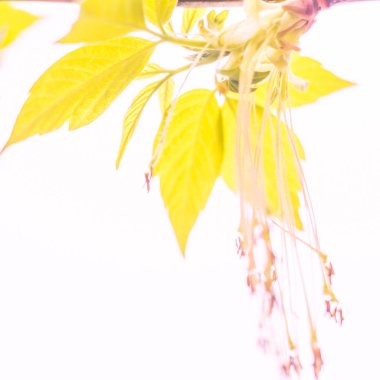 Bulanık çiçek arkaplanı. Dolu çiçekler ve orman ağacının ilk yaprakları. Bahar, ziyafet, kutlama ve güzel çiçek dekorasyonu konsepti. Yumuşak seçici bir odak ile yakın çekim. Ayarlanmış