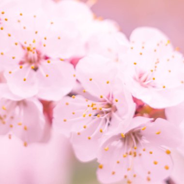 Bulanık çiçek arkaplanı. Dolu çiçekler ve orman ağacının ilk yaprakları. Bahar, ziyafet, kutlama ve güzel çiçek dekorasyonu konsepti. Yumuşak seçici bir odak ile yakın çekim. Ayarlanmış