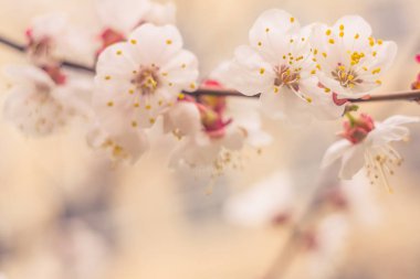 Bulanık çiçek arkaplanı. Dolu çiçekler ve orman ağacının ilk yaprakları. Bahar, ziyafet, kutlama ve güzel çiçek dekorasyonu konsepti. Yumuşak seçici bir odak ile yakın çekim. Ayarlanmış