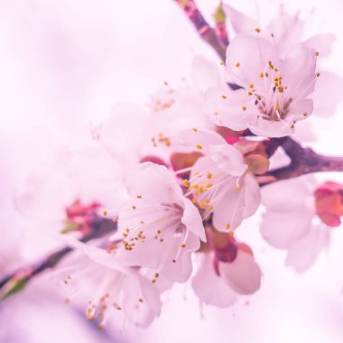 Bulanık çiçek arkaplanı. Dolu çiçekler ve orman ağacının ilk yaprakları. Bahar, ziyafet, kutlama ve güzel çiçek dekorasyonu konsepti. Yumuşak seçici bir odak ile yakın çekim. Ayarlanmış