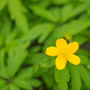 Bulanık çiçek arkaplanı. Dolu çiçekler ve orman ağacının ilk yaprakları. Bahar, ziyafet, kutlama ve güzel çiçek dekorasyonu konsepti. Yumuşak seçici odaklı yakın plan