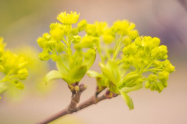 Bulanık çiçek arkaplanı. Dolu çiçekler ve orman ağacının ilk yaprakları. Bahar, ziyafet, kutlama ve güzel çiçek dekorasyonu konsepti. Yumuşak seçici bir odak ile yakın çekim. Ayarlanmış