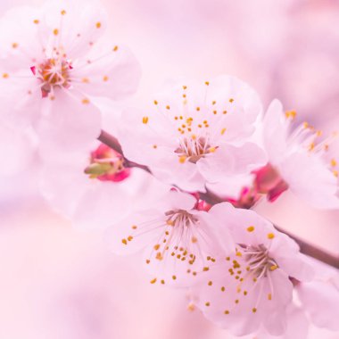 Bulanık çiçek arkaplanı. Dolu çiçekler ve orman ağacının ilk yaprakları. Bahar, ziyafet, kutlama ve güzel çiçek dekorasyonu konsepti. Yumuşak seçici bir odak ile yakın çekim. Ayarlanmış