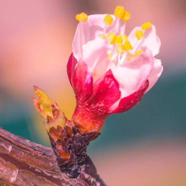 Bulanık çiçek arkaplanı. Dolu çiçekler ve orman ağacının ilk yaprakları. Bahar, ziyafet, kutlama ve güzel çiçek dekorasyonu konsepti. Yumuşak seçici bir odak ile yakın çekim. Ayarlanmış