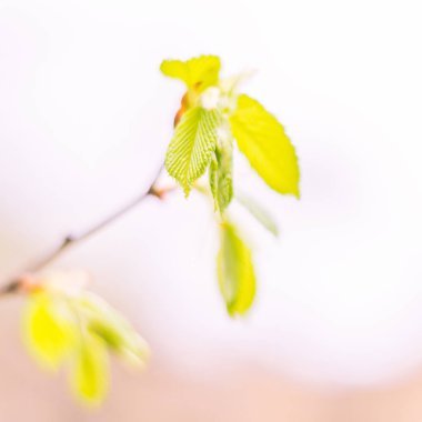 Bulanık çiçek arkaplanı. Dolu çiçekler ve orman ağacının ilk yaprakları. Bahar, ziyafet, kutlama ve güzel çiçek dekorasyonu konsepti. Yumuşak seçici odaklı yakın plan