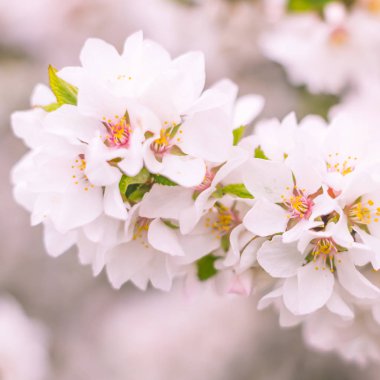 Bulanık çiçek arkaplanı. Dolu çiçekler ve orman ağacının ilk yaprakları. Bahar, ziyafet, kutlama ve güzel çiçek dekorasyonu konsepti. Yumuşak seçici odaklı yakın plan