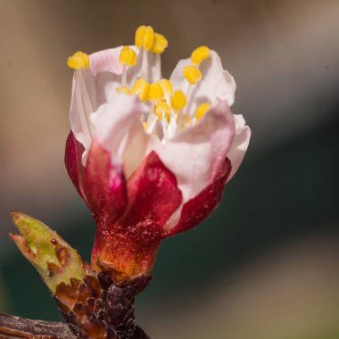 Bahar çiçek konsepti. Kayısı ağacının tam çiçek açmış. Soyut bulanık arka planda güzel çiçek. Yumuşak seçici odak ile detaylı closeup.