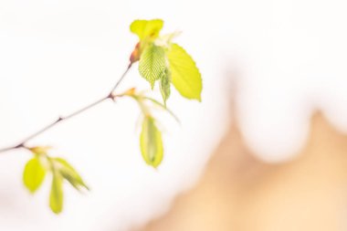 Bulanık çiçek arkaplanı. Dolu çiçekler ve orman ağacının ilk yaprakları. Bahar, ziyafet, kutlama ve güzel çiçek dekorasyonu konsepti. Yumuşak seçici bir odak ile yakın çekim. Ayarlanmış