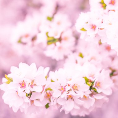 Bulanık çiçek arkaplanı. Dolu çiçekler ve orman ağacının ilk yaprakları. Bahar, ziyafet, kutlama ve güzel çiçek dekorasyonu konsepti. Yumuşak seçici bir odak ile yakın çekim. Ayarlanmış