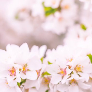 Bulanık çiçek arkaplanı. Dolu çiçekler ve orman ağacının ilk yaprakları. Bahar, ziyafet, kutlama ve güzel çiçek dekorasyonu konsepti. Yumuşak seçici odaklı yakın plan