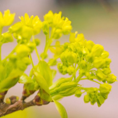 Bulanık çiçek arkaplanı. Dolu çiçekler ve orman ağacının ilk yaprakları. Bahar, ziyafet, kutlama ve güzel çiçek dekorasyonu konsepti. Yumuşak seçici odaklı yakın plan