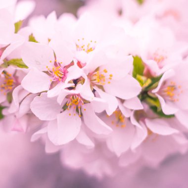 Bulanık çiçek arkaplanı. Dolu çiçekler ve orman ağacının ilk yaprakları. Bahar, ziyafet, kutlama ve güzel çiçek dekorasyonu konsepti. Yumuşak seçici bir odak ile yakın çekim. Ayarlanmış