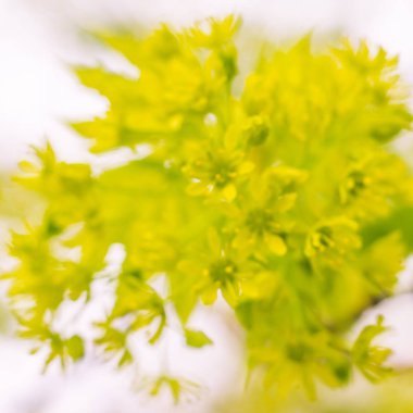 Bulanık çiçek arkaplanı. Dolu çiçekler ve orman ağacının ilk yaprakları. Bahar, ziyafet, kutlama ve güzel çiçek dekorasyonu konsepti. Yumuşak seçici odaklı yakın plan