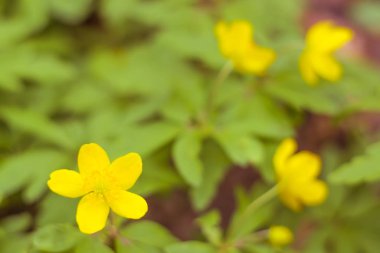 Bulanık çiçek arkaplanı. Dolu çiçekler ve orman ağacının ilk yaprakları. Bahar, ziyafet, kutlama ve güzel çiçek dekorasyonu konsepti. Yumuşak seçici bir odak ile yakın çekim. Ayarlanmış