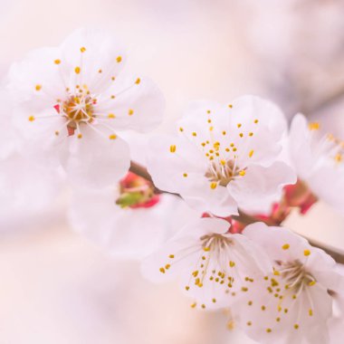 Bulanık çiçek arkaplanı. Dolu çiçekler ve orman ağacının ilk yaprakları. Bahar, ziyafet, kutlama ve güzel çiçek dekorasyonu konsepti. Yumuşak seçici odaklı yakın plan