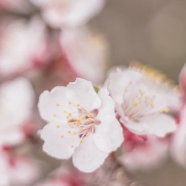 Bahar çiçek konsepti. Kayısı ağacının tam çiçeklenme. Soyut bulanık arka plan üzerinde güzel çiçek. Yumuşak seçici odakla yakın çekim.