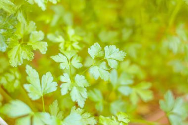 Bulanık çiçek arkaplanı. Dolu çiçekler ve orman ağacının ilk yaprakları. Bahar, ziyafet, kutlama ve güzel çiçek dekorasyonu konsepti. Yumuşak seçici bir odak ile yakın çekim. Ayarlanmış