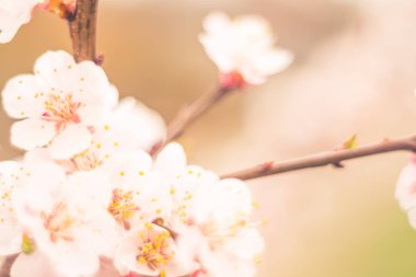 Bulanık çiçek arkaplanı. Dolu çiçekler ve orman ağacının ilk yaprakları. Bahar, ziyafet, kutlama ve güzel çiçek dekorasyonu konsepti. Yumuşak seçici bir odak ile yakın çekim. Ayarlanmış