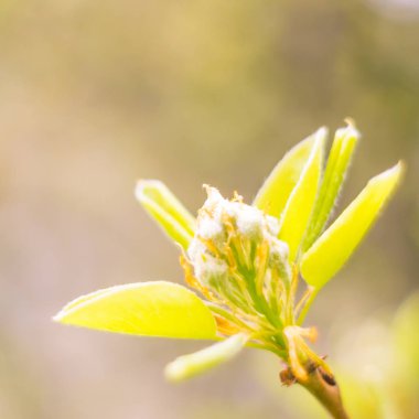 Bulanık çiçek arkaplanı. Dolu çiçekler ve orman ağacının ilk yaprakları. Bahar, ziyafet, kutlama ve güzel çiçek dekorasyonu konsepti. Yumuşak seçici odaklı yakın plan