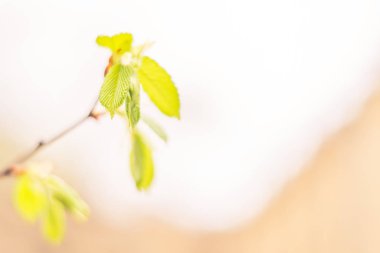 Bulanık çiçek arkaplanı. Dolu çiçekler ve orman ağacının ilk yaprakları. Bahar, ziyafet, kutlama ve güzel çiçek dekorasyonu konsepti. Yumuşak seçici bir odak ile yakın çekim. Ayarlanmış