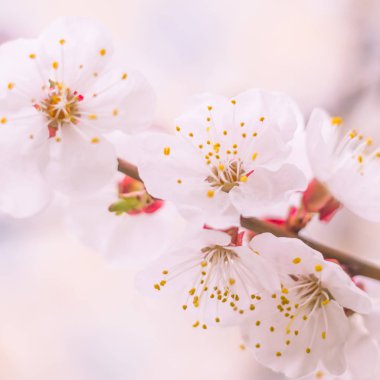 Bulanık çiçek arkaplanı. Dolu çiçekler ve orman ağacının ilk yaprakları. Bahar, ziyafet, kutlama ve güzel çiçek dekorasyonu konsepti. Yumuşak seçici odaklı yakın plan