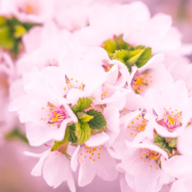 Bulanık çiçek arkaplanı. Dolu çiçekler ve orman ağacının ilk yaprakları. Bahar, ziyafet, kutlama ve güzel çiçek dekorasyonu konsepti. Yumuşak seçici bir odak ile yakın çekim. Ayarlanmış