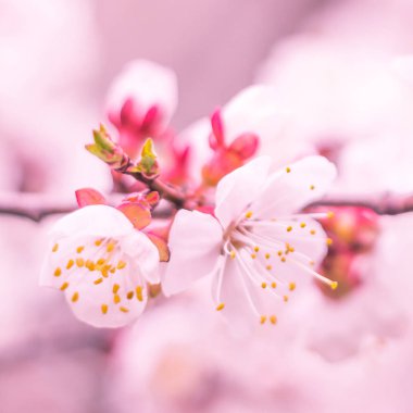 Bulanık çiçek arkaplanı. Dolu çiçekler ve orman ağacının ilk yaprakları. Bahar, ziyafet, kutlama ve güzel çiçek dekorasyonu konsepti. Yumuşak seçici bir odak ile yakın çekim. Ayarlanmış