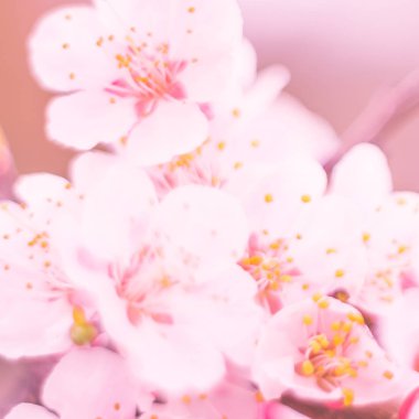 Bulanık çiçek arkaplanı. Dolu çiçekler ve orman ağacının ilk yaprakları. Bahar, ziyafet, kutlama ve güzel çiçek dekorasyonu konsepti. Yumuşak seçici bir odak ile yakın çekim. Ayarlanmış