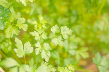 Bulanık çiçek arkaplanı. Dolu çiçekler ve orman ağacının ilk yaprakları. Bahar, ziyafet, kutlama ve güzel çiçek dekorasyonu konsepti. Yumuşak seçici bir odak ile yakın çekim. Ayarlanmış