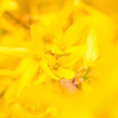 Bulanık çiçek arkaplanı. Dolu çiçekler ve orman ağacının ilk yaprakları. Bahar, ziyafet, kutlama ve güzel çiçek dekorasyonu konsepti. Yumuşak seçici bir odak ile yakın çekim. Ayarlanmış