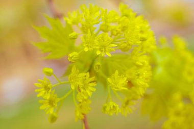 Bulanık çiçek arkaplanı. Dolu çiçekler ve orman ağacının ilk yaprakları. Bahar, ziyafet, kutlama ve güzel çiçek dekorasyonu konsepti. Yumuşak seçici bir odak ile yakın çekim. Ayarlanmış