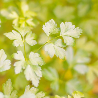 Bulanık çiçek arkaplanı. Dolu çiçekler ve orman ağacının ilk yaprakları. Bahar, ziyafet, kutlama ve güzel çiçek dekorasyonu konsepti. Yumuşak seçici bir odak ile yakın çekim. Ayarlanmış